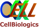 Cell biologics常用产品